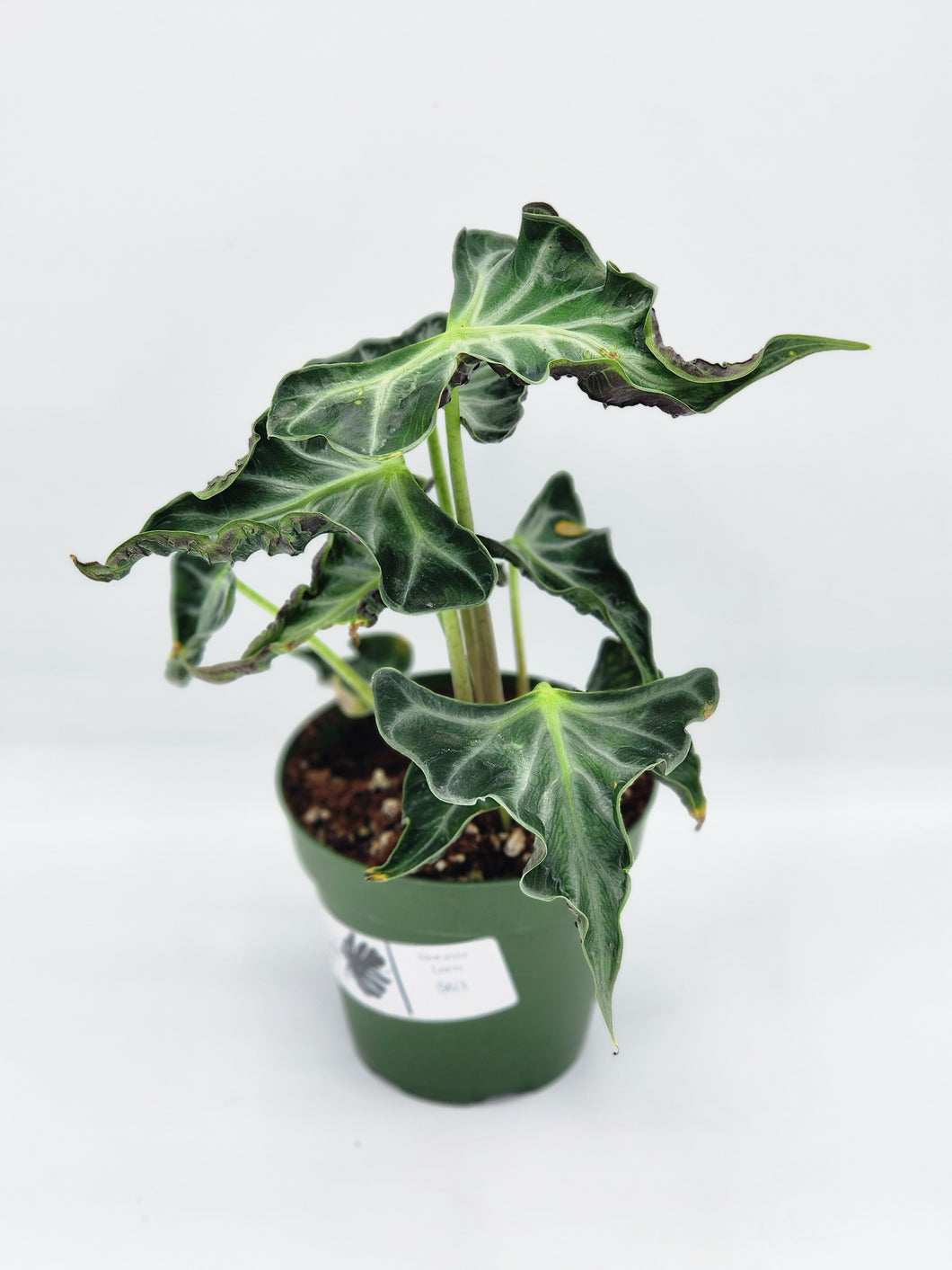 Alocasia Loco 4in