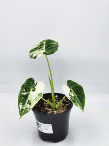 Alocasia Frydek Variegata 4in