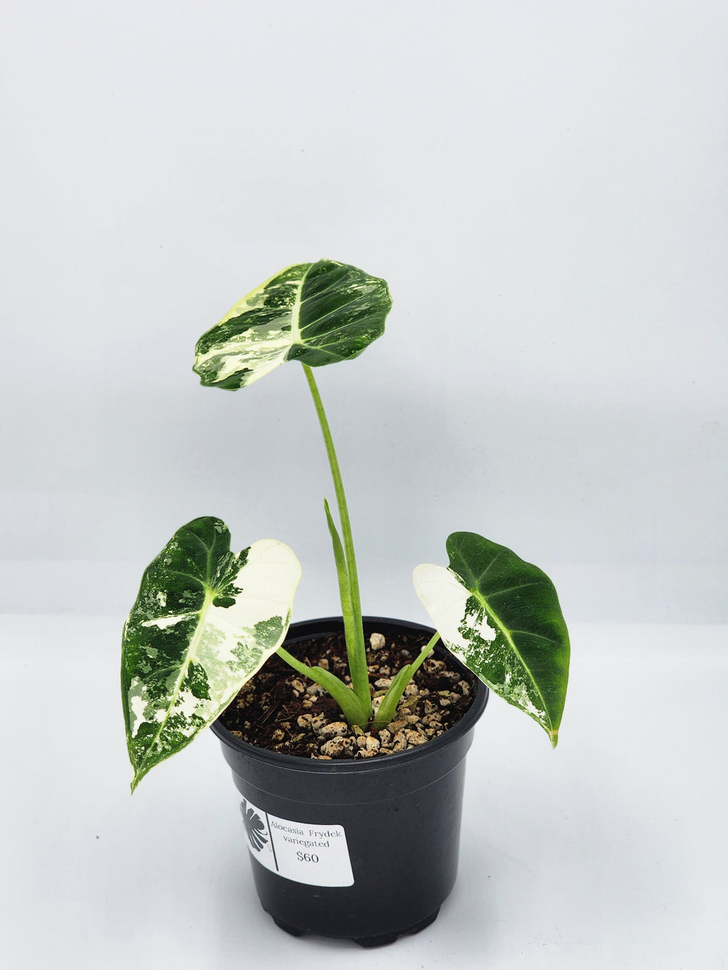 Alocasia Frydek Variegata 4in