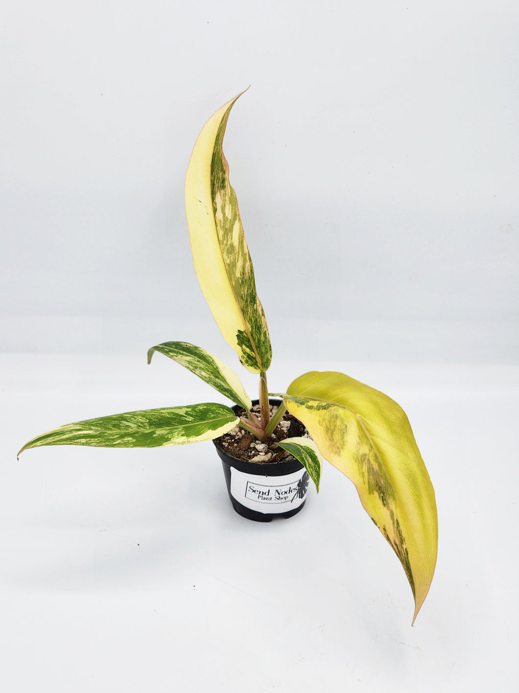 Philodendron Caramel Marble 2in