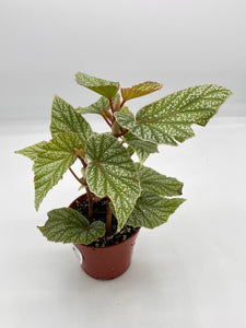 Begonia Snow Capped 4in