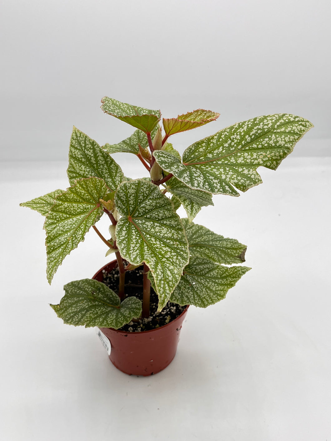 Begonia Snow Capped 4in