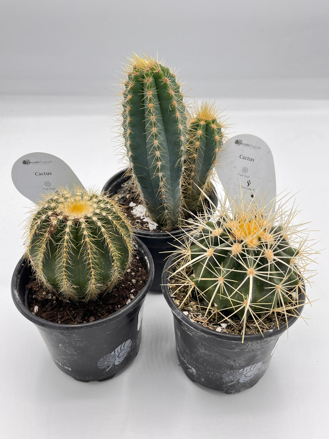 Assorted Cactus 4in