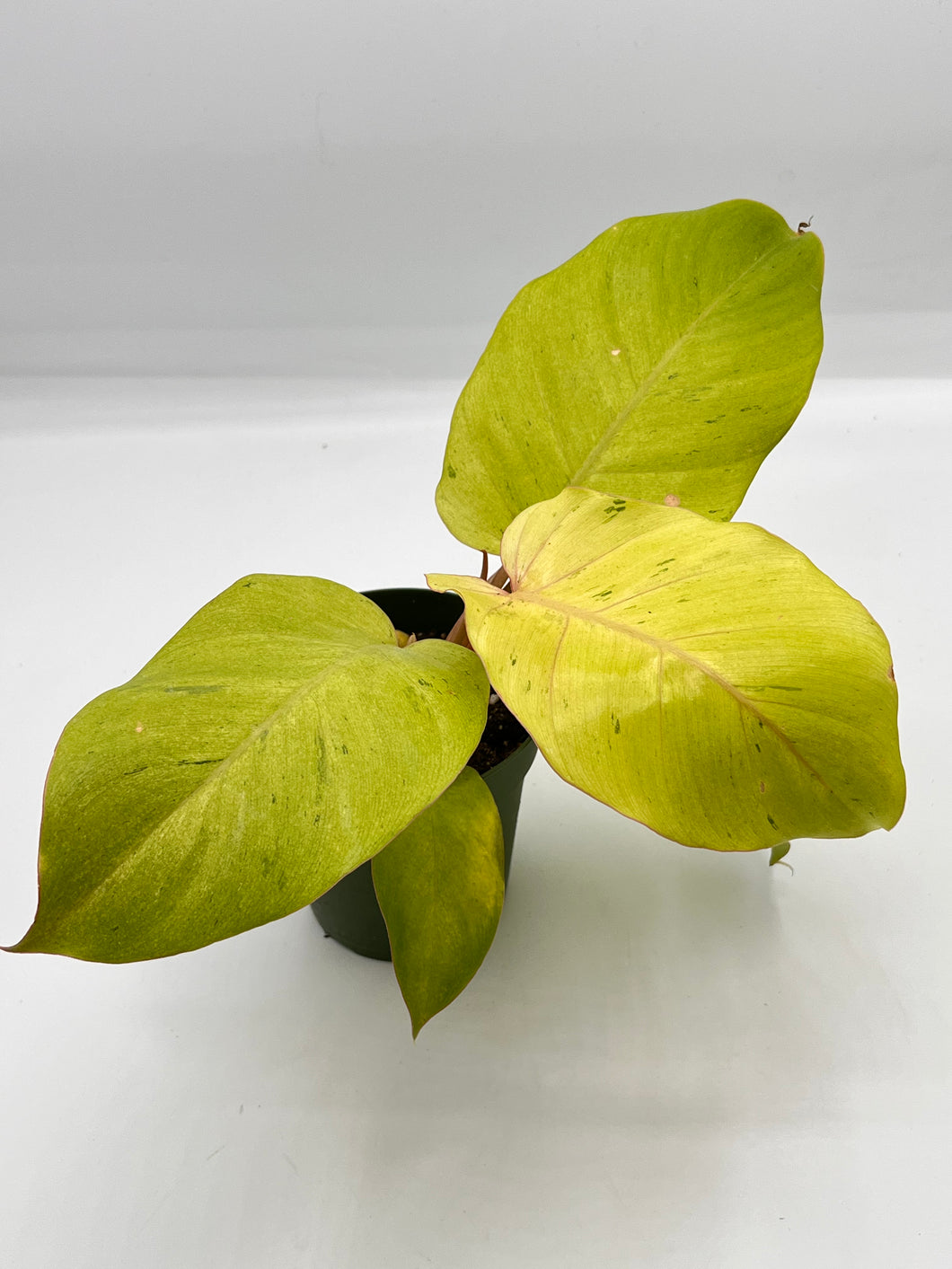 Philodendron Snowdrift 4in