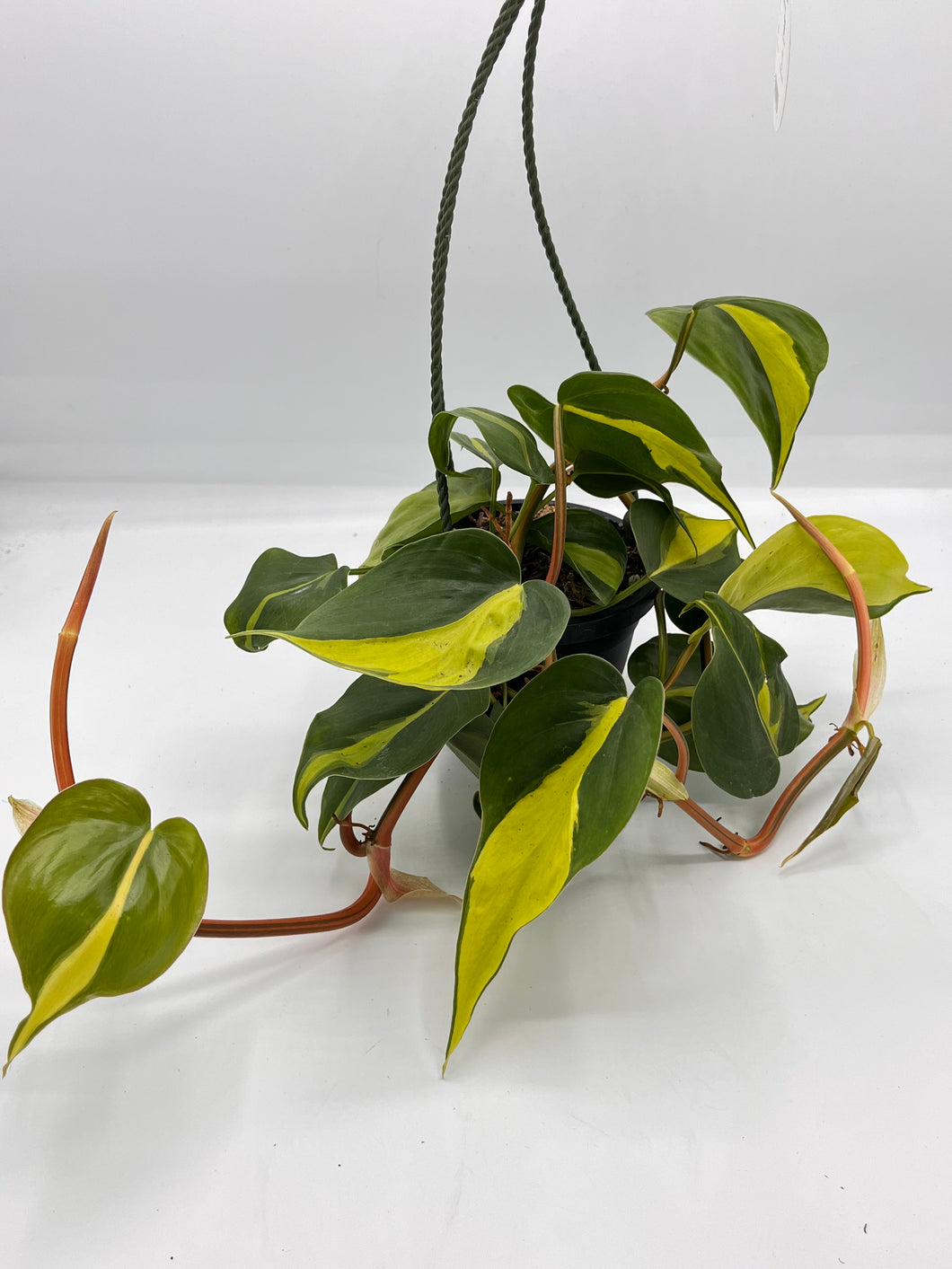 Philodendron Brasil 4in HB