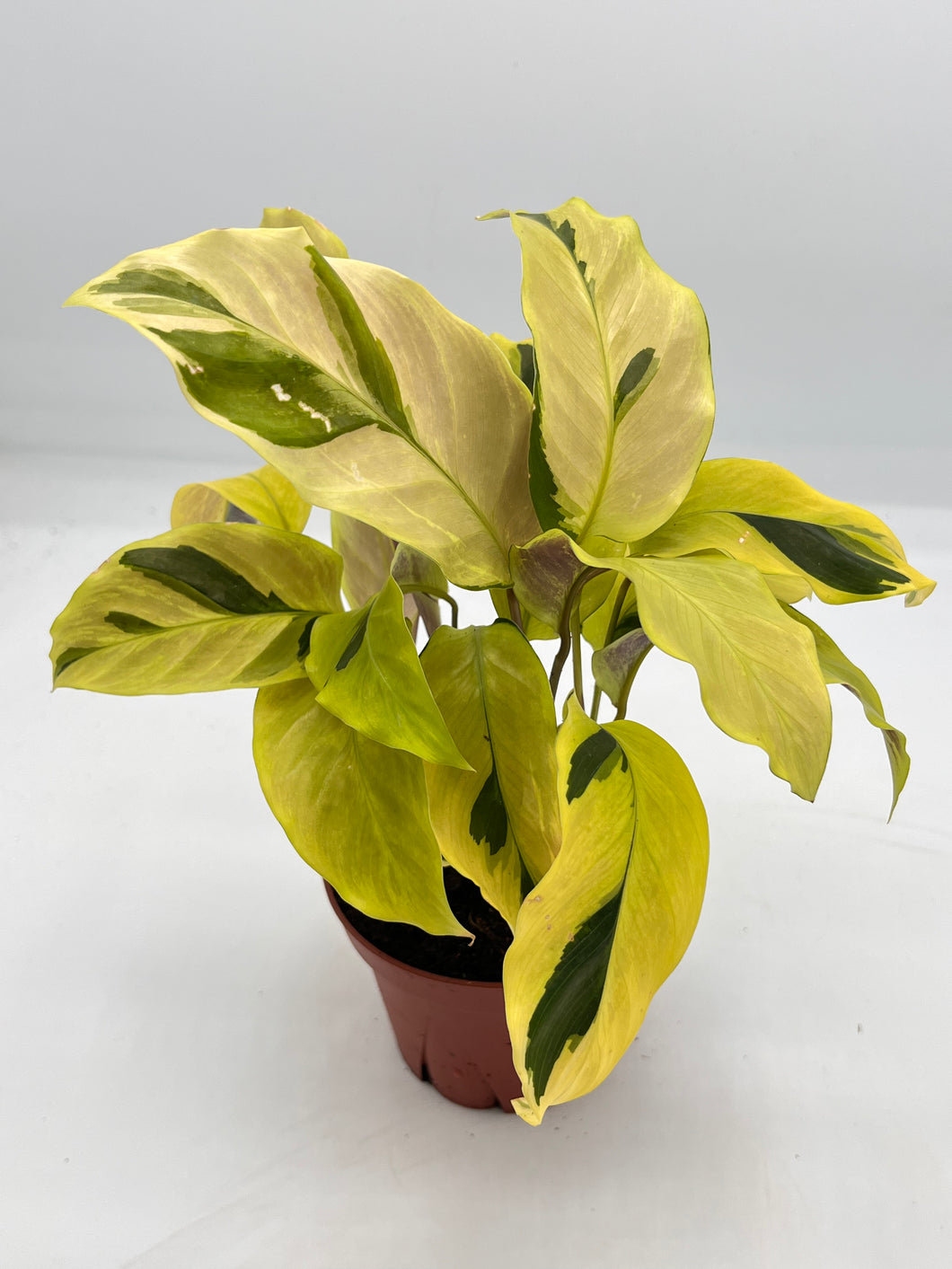 Calathea Yellow Fusion 4in