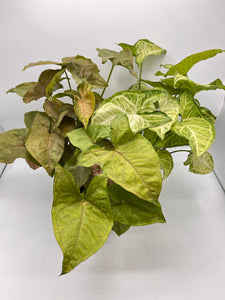Assorted Syngonium 4in