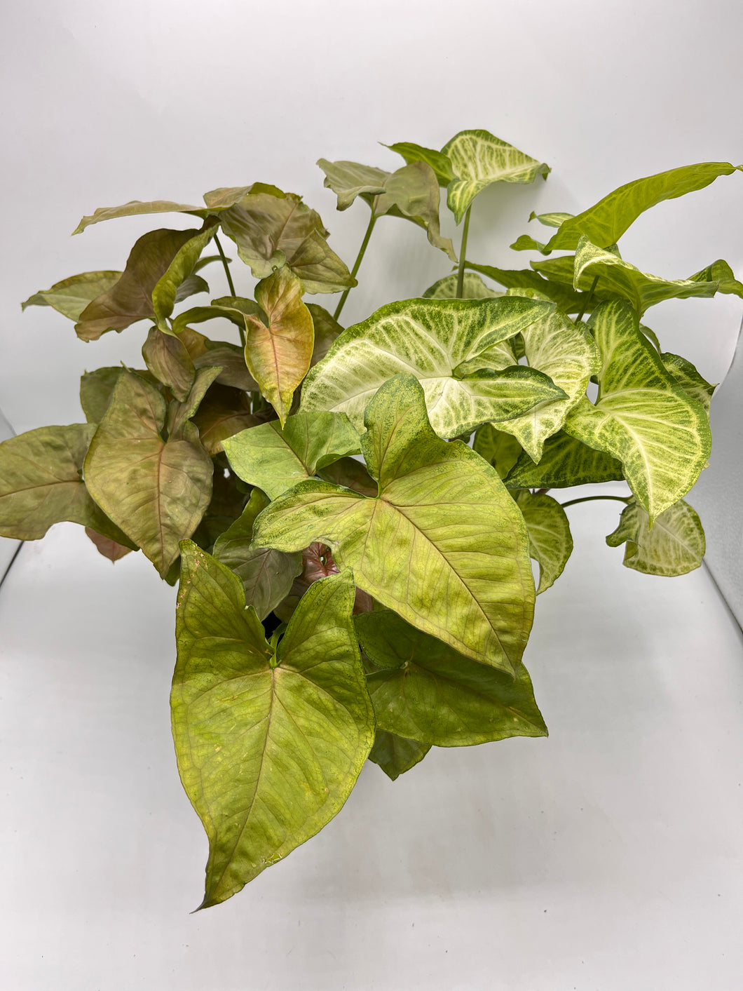 Assorted Syngonium 4in