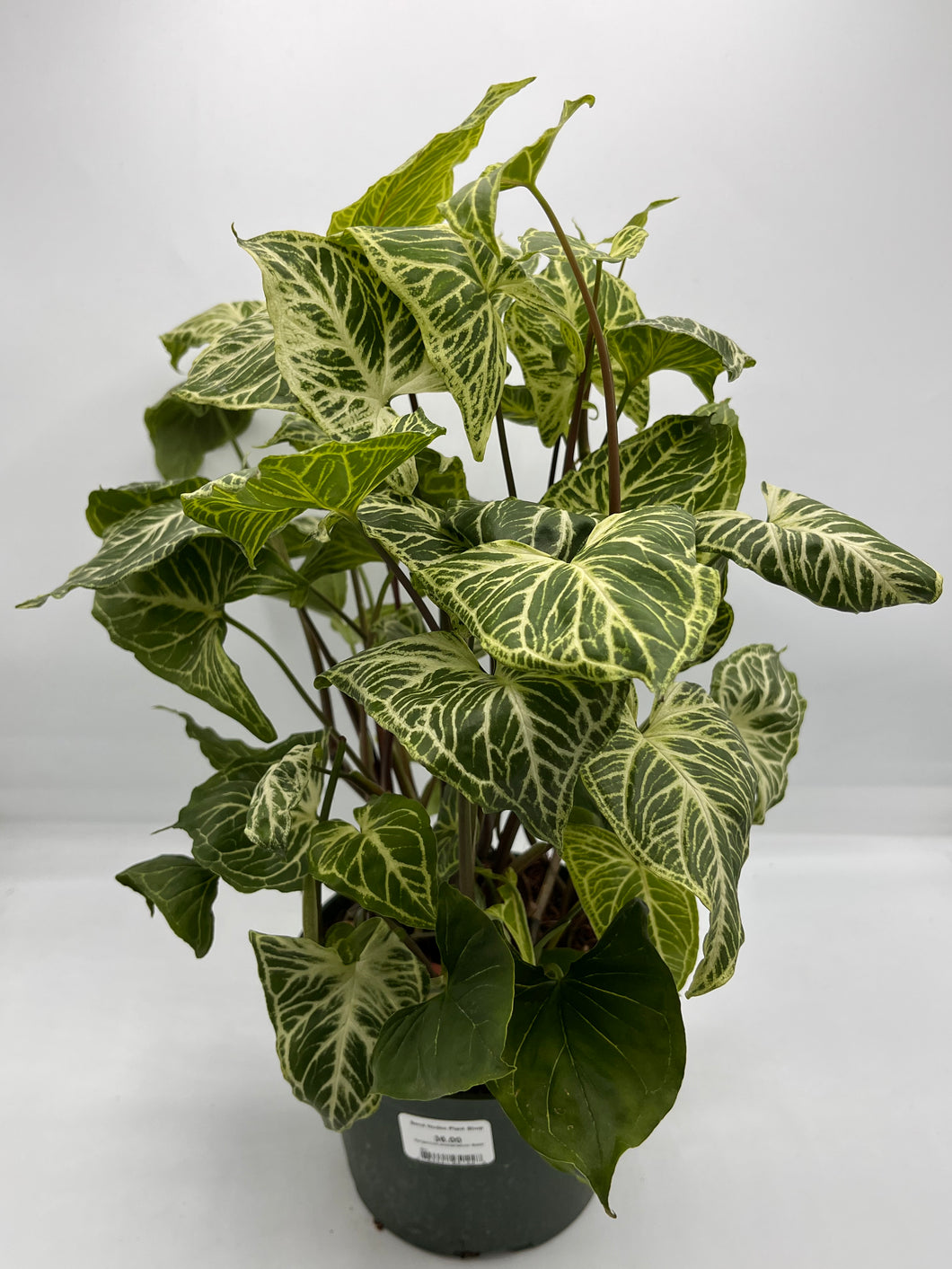 Syngonium podophyllum Batik 6in