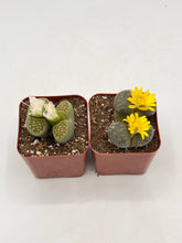 Load image into Gallery viewer, Lithops - Living Stone - 2in
