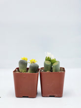 Load image into Gallery viewer, Lithops - Living Stone - 2in
