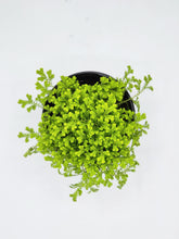 Load image into Gallery viewer, Selaginella erythropus Sanguinea - Spikemoss - 4in
