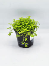 Load image into Gallery viewer, Selaginella erythropus Sanguinea - Spikemoss - 4in
