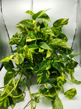 Load image into Gallery viewer, Pothos Sunshine Goddess XL - 6in HB
