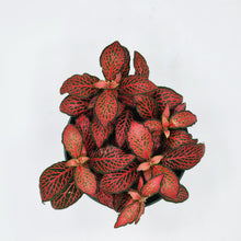 Load image into Gallery viewer, Fittonia Red Flame - 4in
