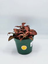 Load image into Gallery viewer, Fittonia Red Flame - 4in
