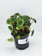 Load image into Gallery viewer, Peperomia caperata - 4in
