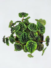 Load image into Gallery viewer, Peperomia caperata - 4in
