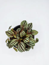 Load image into Gallery viewer, Peperomia Albovittata Peacock - 4in
