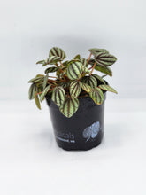 Load image into Gallery viewer, Peperomia Albovittata Peacock - 4in
