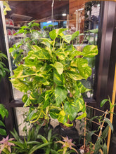 Load image into Gallery viewer, Pothos Sunshine Goddess XL - 6in HB
