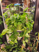 Load image into Gallery viewer, Golden Pothos XL - 6in HB
