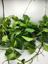 Load image into Gallery viewer, Golden Pothos XL - 6in HB
