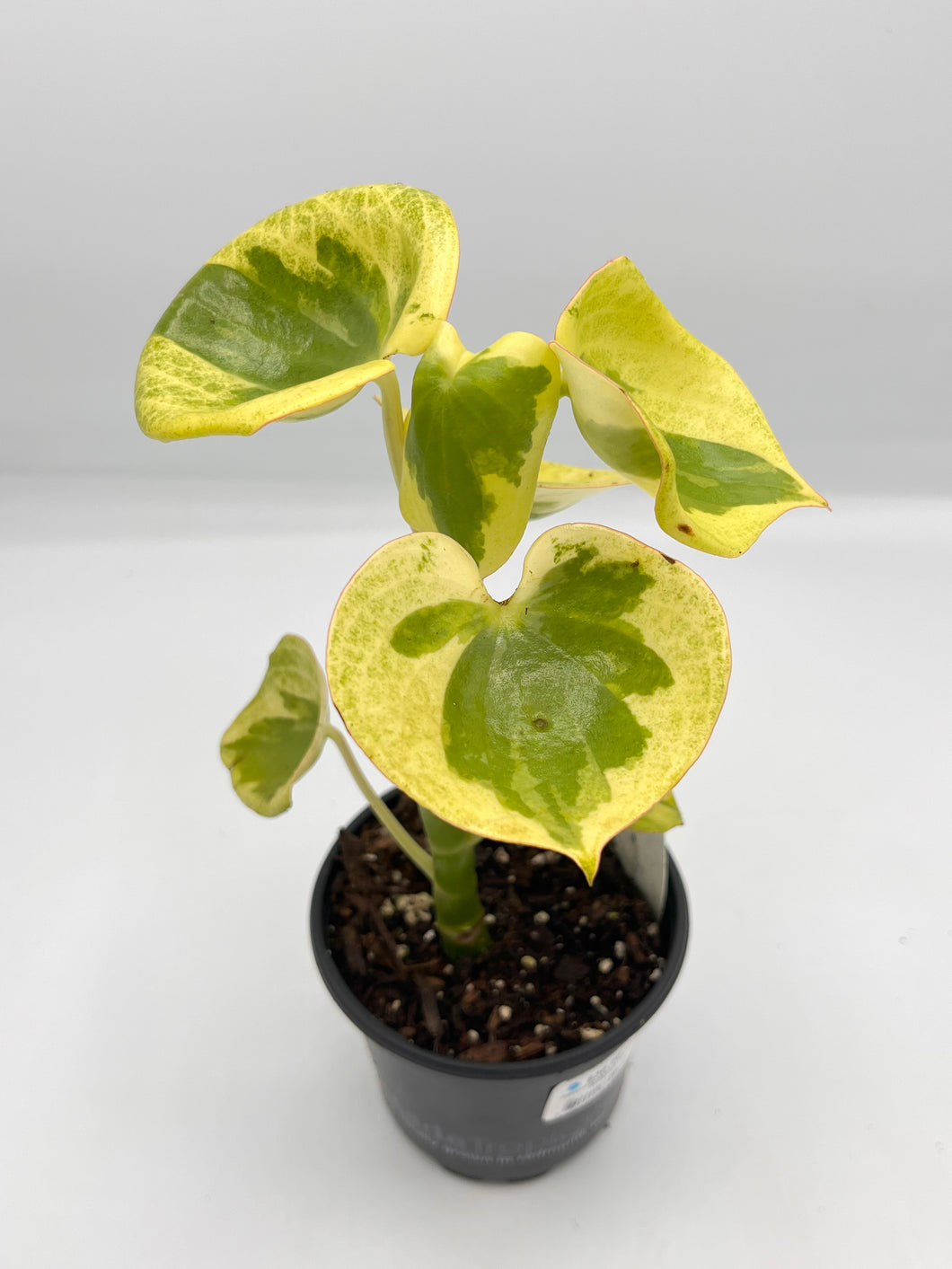 Peperomia polybotrya Raindrop Variegated