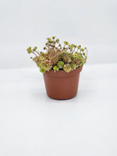Load image into Gallery viewer, Monanthes Polyphylla- 3in
