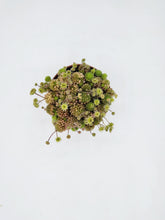 Load image into Gallery viewer, Monanthes Polyphylla- 3in
