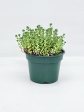 Load image into Gallery viewer, Sedum dasphyllum Minor - 4in
