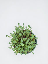 Load image into Gallery viewer, Sedum dasphyllum Minor - 4in
