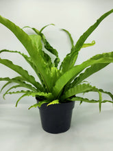 Load image into Gallery viewer, Asplenium antiquum Victoria - Bird’s nest fern - 6in
