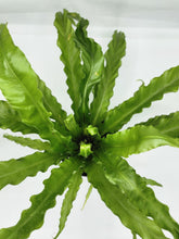 Load image into Gallery viewer, Asplenium antiquum Victoria - Bird’s nest fern - 6in
