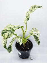 Load image into Gallery viewer, Epipremnum giganteum variegated - 4in
