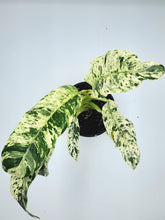 Load image into Gallery viewer, Epipremnum giganteum variegated - 4in
