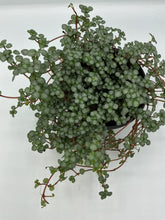 Load image into Gallery viewer, Pilea glauca Silver Sparkle - 4in
