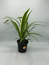 Load image into Gallery viewer, Spider Plant Ocean - 4in - chlorophytum comosum
