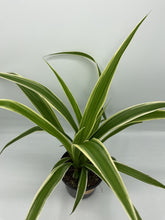 Load image into Gallery viewer, Spider Plant Ocean - 4in - chlorophytum comosum
