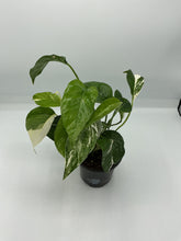 Load image into Gallery viewer, Epipremnum Pinnatum Albo - 4in
