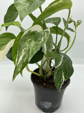 Load image into Gallery viewer, Epipremnum Pinnatum Albo - 4in
