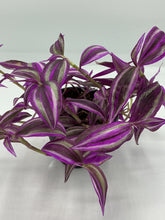 Load image into Gallery viewer, Tradescantia zebrina - Pink Paradise - 4in HB
