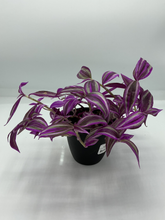 Load image into Gallery viewer, Tradescantia zebrina - Pink Paradise - 4in HB
