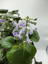 Load image into Gallery viewer, Plectranthus Mona Lavender - 6in
