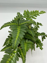 Load image into Gallery viewer, Arachniodes simplicior Variegata - East Indian Holly Fern - 4in
