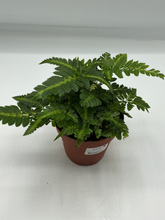 Load image into Gallery viewer, Arachniodes simplicior Variegata - East Indian Holly Fern - 4in
