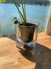 Load image into Gallery viewer, Pot: Hema Pot 5"x 5.5"
