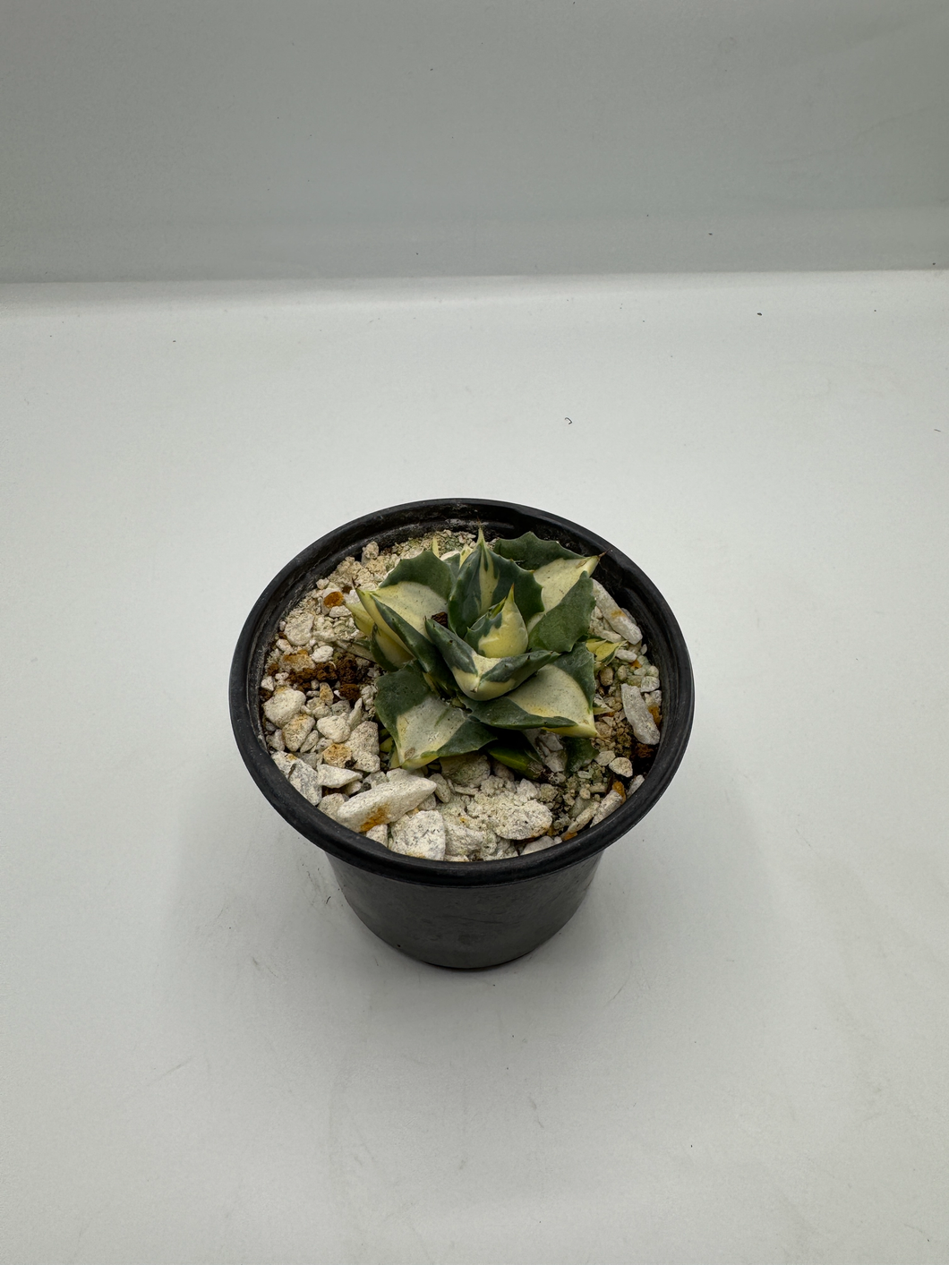 Agave americana var. medio-picta Alba 4in