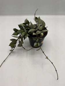Hoya Krohniana Super Silver 4in