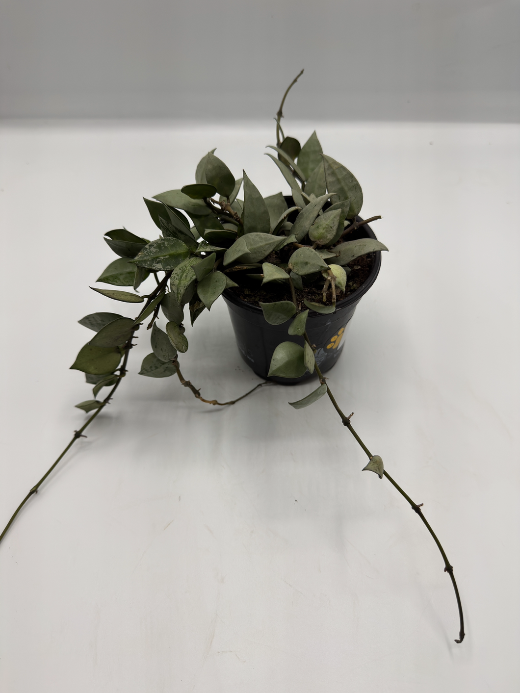 Hoya Krohniana Super Silver 4in